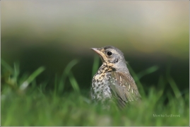 <p>DROZD KVÍČALA (Turdus pilaris) /Fieldfare - Wacholderdrossel/</p>